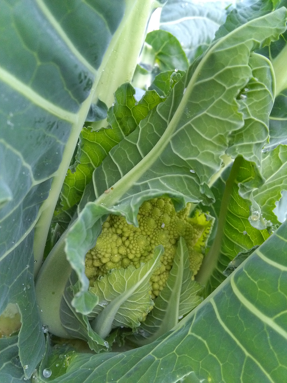 Broccolo Romanesco br