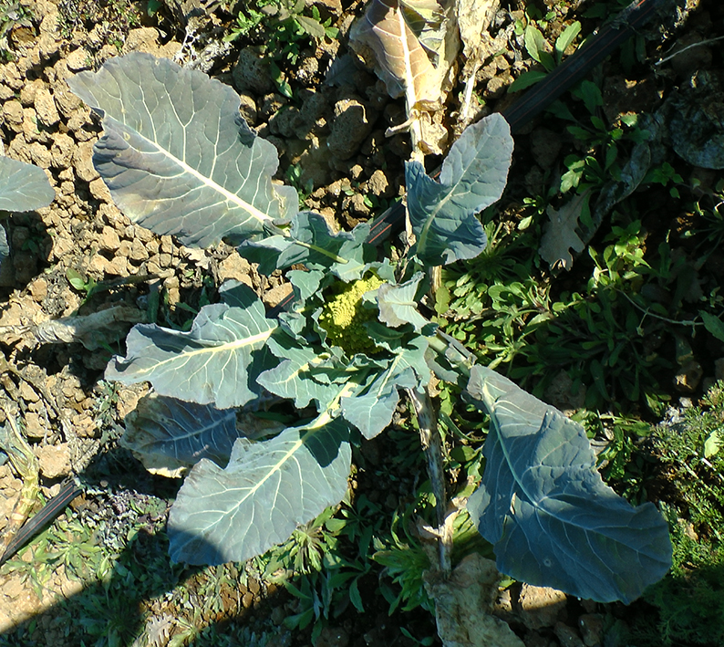 Cavolfiorepiccolo_1_BR