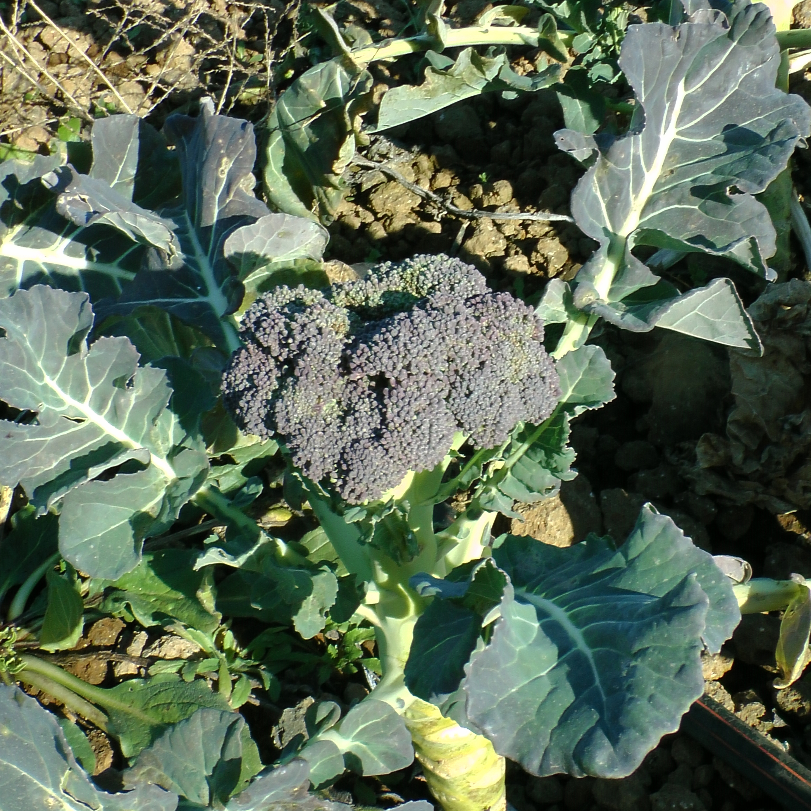 Broccolosiciliano_2